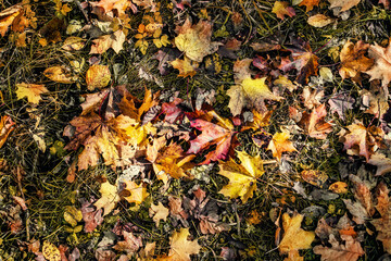 Background of various colorful leaves on the autumn grass