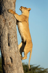 Vertical portrait of a lioness climbing a tree in Savuti in Botswana