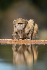 Vertical portrait of a young baboon drinking water in Karongwe Reserve near Kruger Park in South Africa
