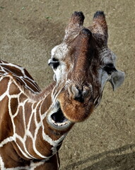 giraffe looking at the camera with his mouth open