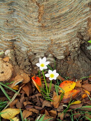 桜の木の根元に咲く秋のタマスダレ
