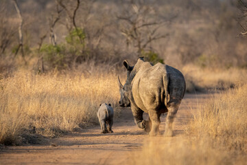 Mother and tiny baby white rhino walking in a road in morning sunshine in Kruger Park South Africa