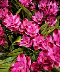 Obraz premium bouquet of pink roses