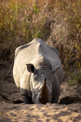 White rhino digging in sand with its horn in Kruger Park in South Africa
