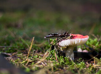 Russula albidula mushroom growing on a mossy surface in a national park near Warsaw, Poland. The mushroom is covered with some withered leaves.