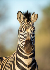 Vertical portrait of an adult zebra in Kruger Park in South Africa