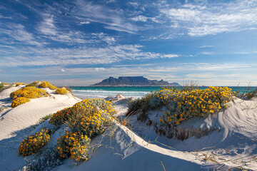 Naklejka premium scenic view of table mountain in cape town south africa from blouberg strand with spring flowers
