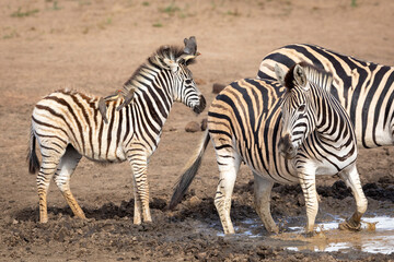 Small baby zebra with ox peckers on its back in Kruger Park in South Africa
