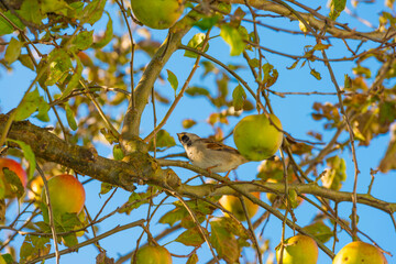 Sparrow eyeing ripe apples in an apple tree in a garden in sunlight in autumn, Almere, Flevoland, The Netherlands, October 23, 2020