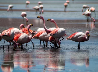 Fotobehang group of flamingos © Zoomtraveller