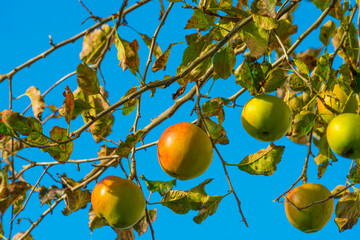 Apples growing in an apple tree in a garden in sunlight in autumn, Almere, Flevoland, The Netherlands, October 23, 2020