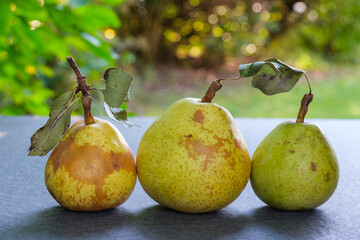 Drei Bio-Birnen auf einer Steinplatte im Garten