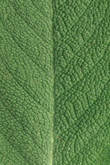 Texture of the leaf close-up. Fragment of back side of the sage leaf. Macro photo.
