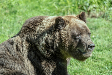 brown bear snout, Germany