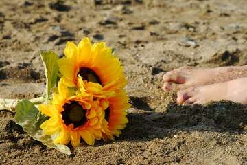 夏の浜辺のひまわり