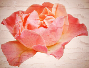 Card design. Isolated single Rose flower close up on textured background. 