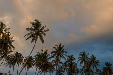 Fototapeta na wymiar Palm trees on a tropical island under a dramatic cloudy sky.
