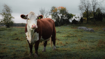 Naklejka premium cows in a field