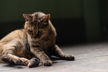 のんびり過ごす猫　サビネコ