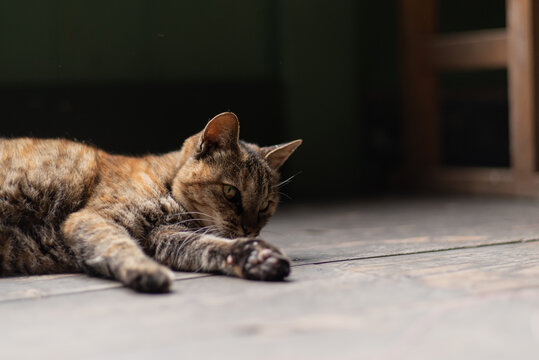 のんびり過ごす猫　サビネコ