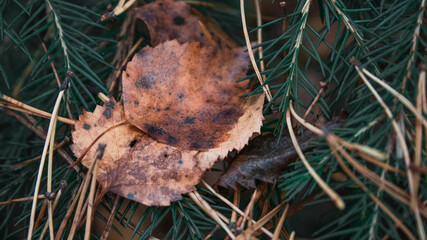 mushrooms in the grass
