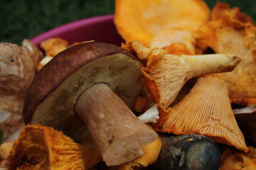 boletus edulis mushroom