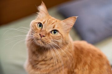 じっと見る猫ちゃん　茶トラ猫