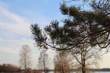 trees in winter