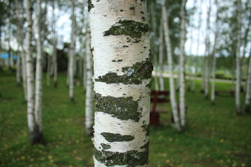 birch