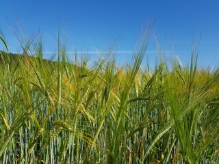 Green ears of wheat in the field