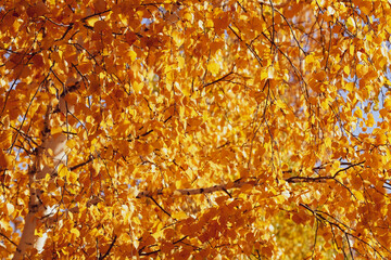 Golden autumn foliage, birch trees with orange and yellow leaves in the sunny forest.