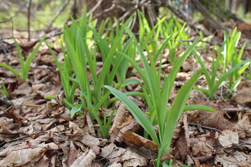 onions in the garden