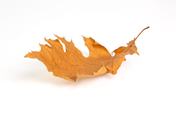 This is a natural dry yellow autumn falling oak leaf, on a white background, has a shadow. Suitable for creating collages, banners, and any design.