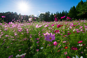 コスモス畑