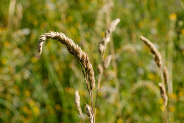 Grashalme / Gräser in einer natürlichen Sommerwiese