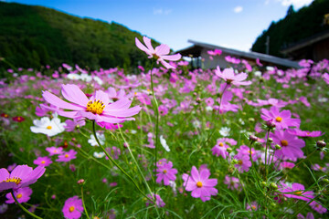 コスモス畑