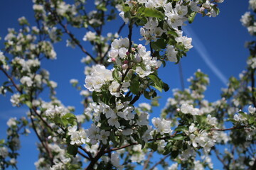 blooming apple tree