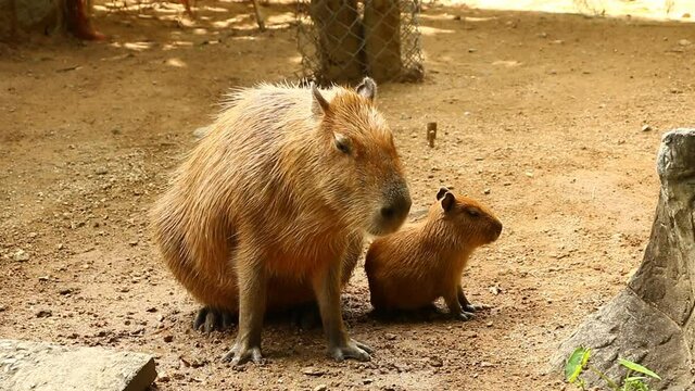 Capybara  family   resting  on clay yard  , outdoor  Chiangmai Thailand