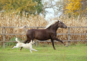 Horse and dog running together