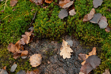 Green moss texture with autumn yellow leaves