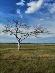 tree in the field