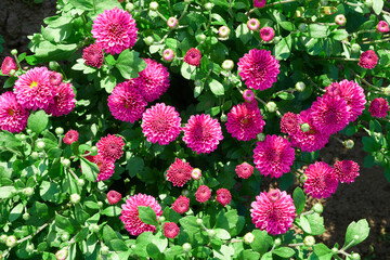 pink chrysanthemums on a green background illuminated by the sun
