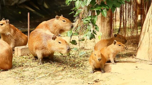 Capybara  family  eating grass  , outdoor  Chiangmai Thailand