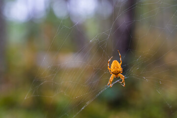Spider Sits on a Web in the Forest