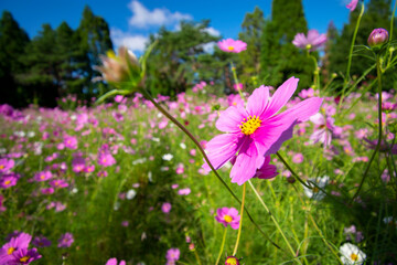 コスモス畑