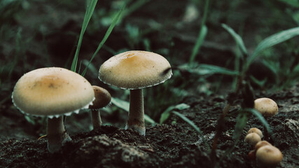 mushrooms in the forest
