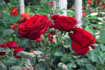 Fototapeta na wymiar Red roses in landscape design and decorative garden