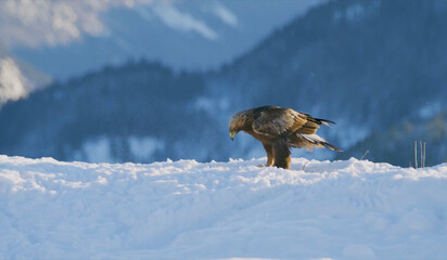 red tailed eagle