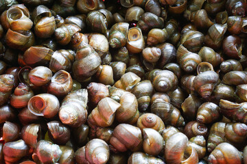A type of snail that lives in rice fields