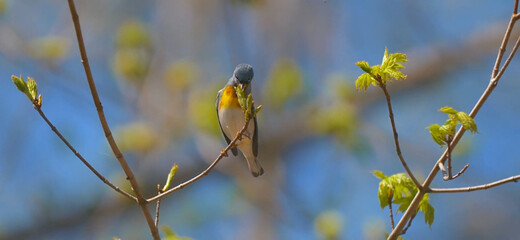Bird on Branch